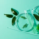 Ученые запатентовали новый способ получения лекарственной субстанции из листьев бархата амурского